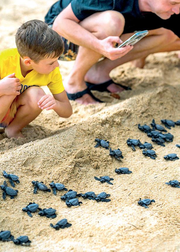 Reveal the Collection Mirissa striving to create meaningful difference with turtle hatchery