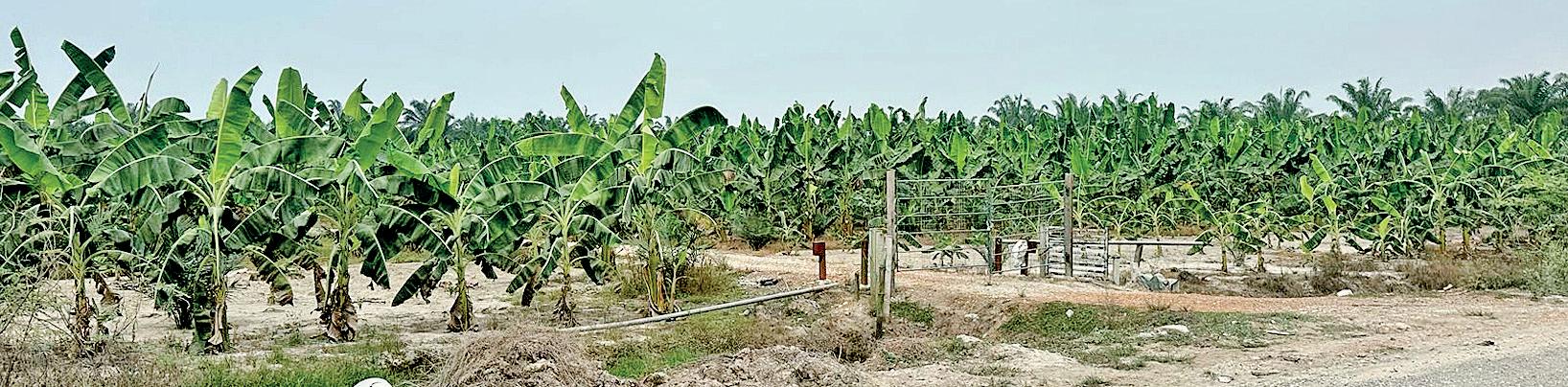 MAJOR COMPANIES INVOLVED IN PALM OIL MAFIA
