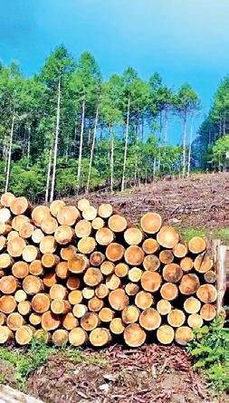 PPA: A UNITED VOICE FOR SRI LANKA'S PRIVATE PLANTERS ASSOCIATION