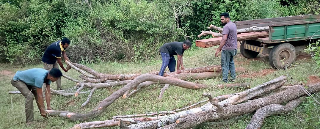 Are uniforms involved in the Wilpattu timber racket?