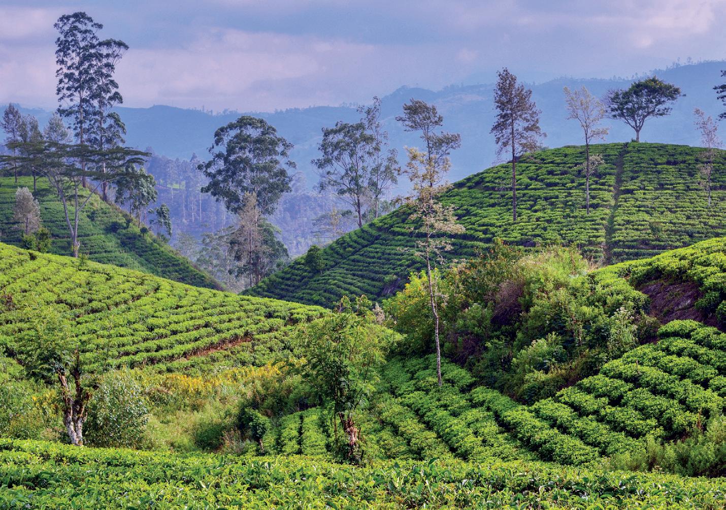 Unlocking future of Sri Lanka's tea sector through regenerative agriculture