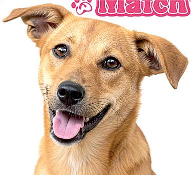 AIA Sri Lanka 'Pawfect Match' campaign inspires people to help stray animals