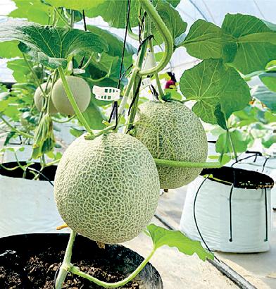 DIMO Agritech introduces new solutions to mitigate climate change impact