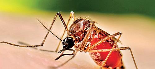 Dengue rises, not at alarming levels