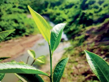 Tea auction wraps first half with firmer demand