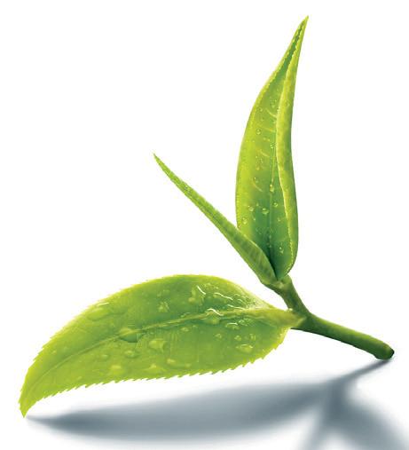 Tea auction prices stabilise on improved demand