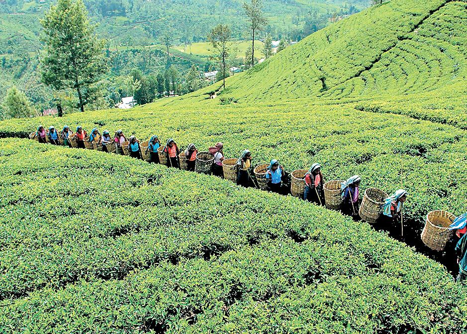 SL’s plantation sector sounds alarm over 30% US tariff