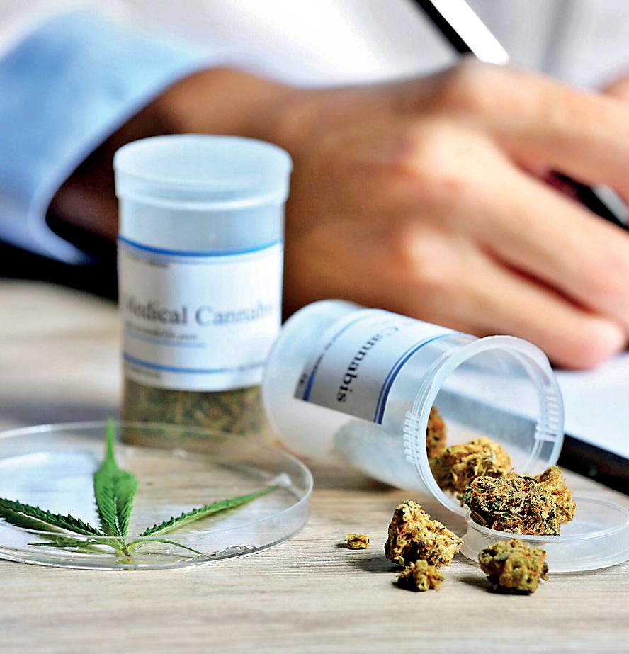 RECONSIDERING THE CANNABIS CULTIVATION PROJECT FOR EXPORT