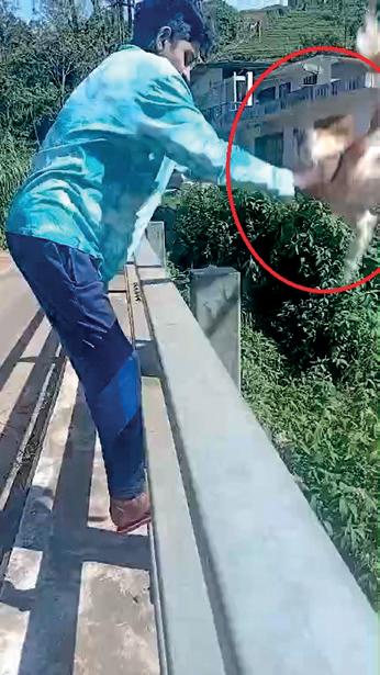Cruelty to dog: suspect remanded till Sept 10