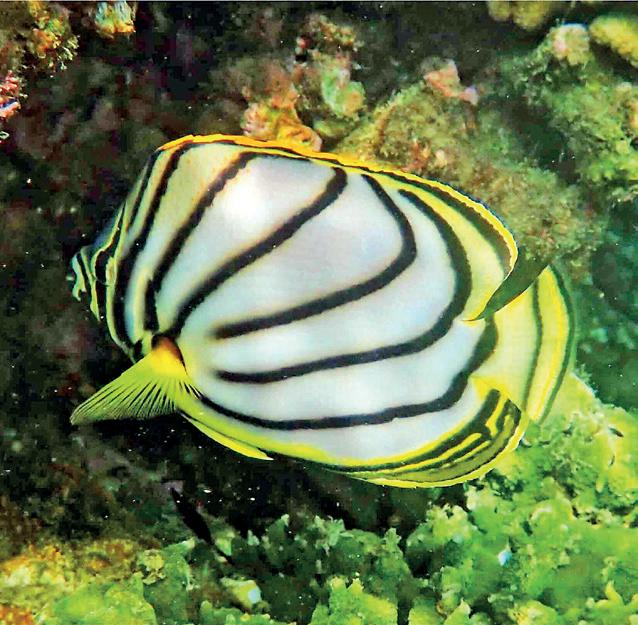 Hambantota Port emerges as marine biodiversity hotspot with over 8 unique fish species