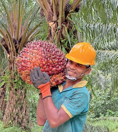 Palm oil ban deepens forex drain for SL, industry warns