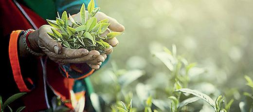 Tea auction records select gains but quality remains flat