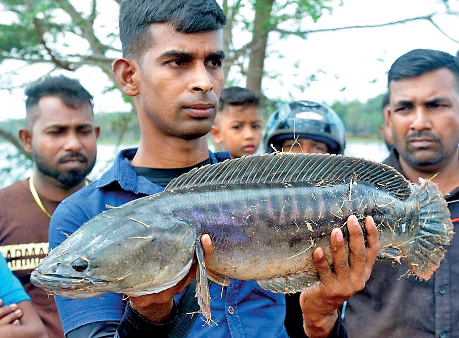 FIGHT FOR THE LAKES: SRI LANKA'S WAR ON INVASIVE FISH BEGINS