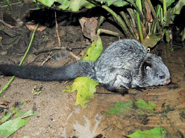 A BACKYARD BIODIVERSITY BREAKTHROUGH IN RAMBUKPITIYA