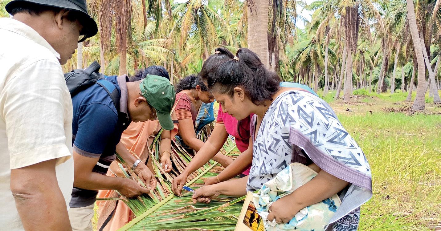 UNIDENTIFIED PEST THREATENS PUTTALAM COCONUT CULTIVATORS