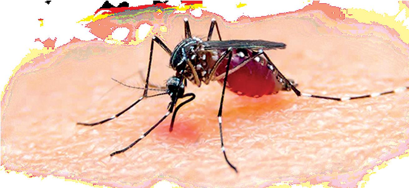 Is threat of Malaria spread looming?