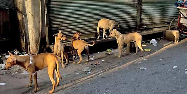 Street dog population in Sri Lanka rises to over 2 million: Animal Welfare Association