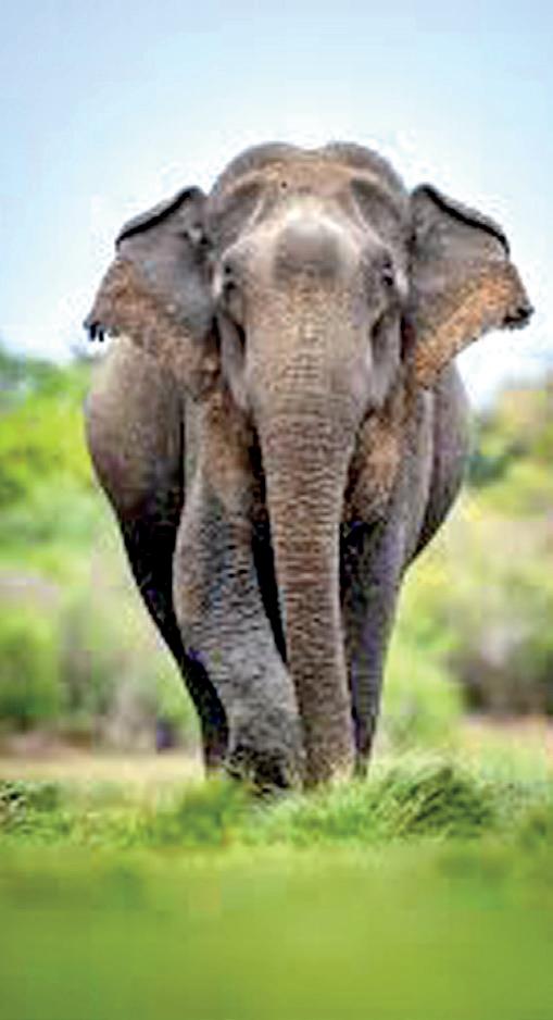 Killed by wild elephant