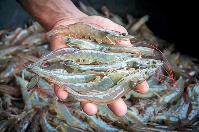 SL unveils digital platform to transform shrimp farming industry