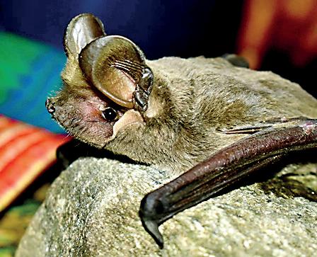 Two rare bat species found for the first time