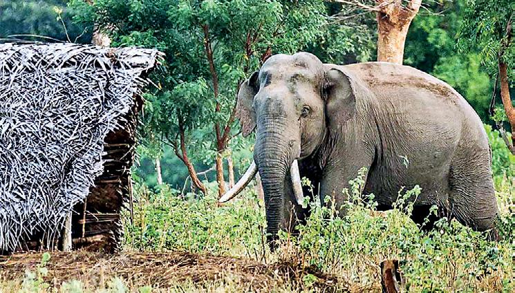 CHASING ELEPHANTS CREATES MORE ISSUES: EXPERT WARNS