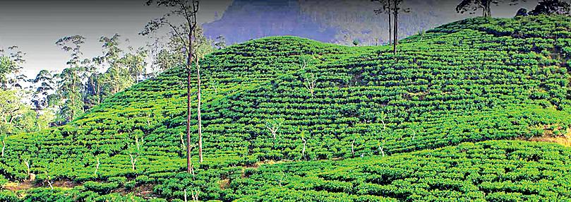 Tea industry will see up to 35% decline in output following Ditwah disaster