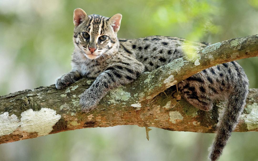 SAFEGUARD SRI LANKA'S OVERLOOKED SMALL WILD CATS