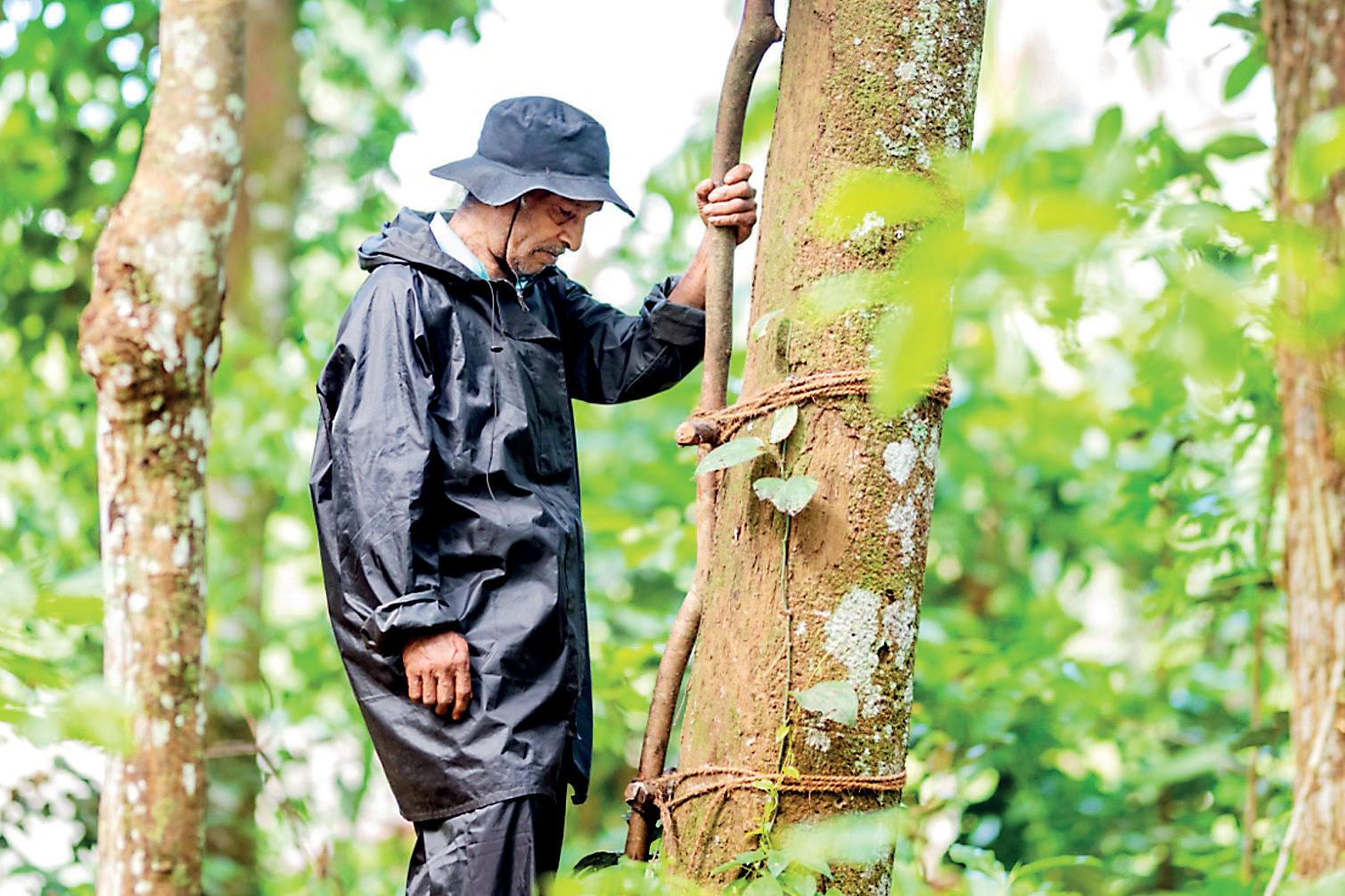KITHUL TAPPING INSCRIBED ON UNESCO'S REPRESENTATIVE LIST