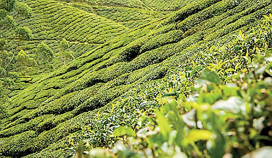 January tea production falls 4% year-on-year