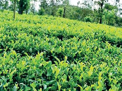 Tea auction average slips Rs. 31 in June