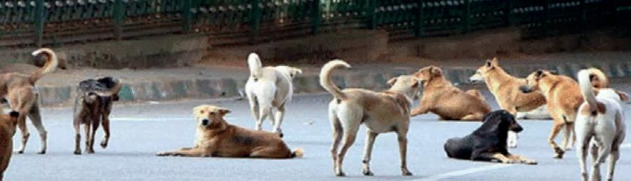 “தெரு நாய்களை கருணை கொலை செய்யலாம்”