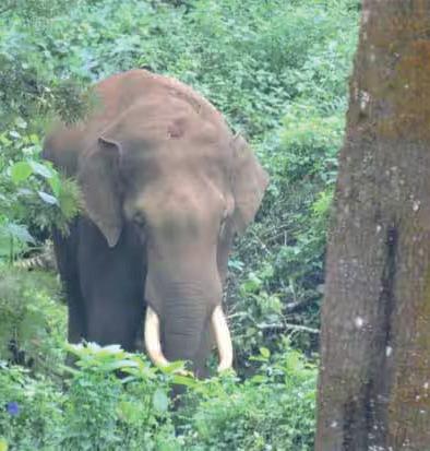 12 பேரை தாக்கி கொன்ற ராதாகிருஷ்ணனை பிடிக்க உத்தரவு