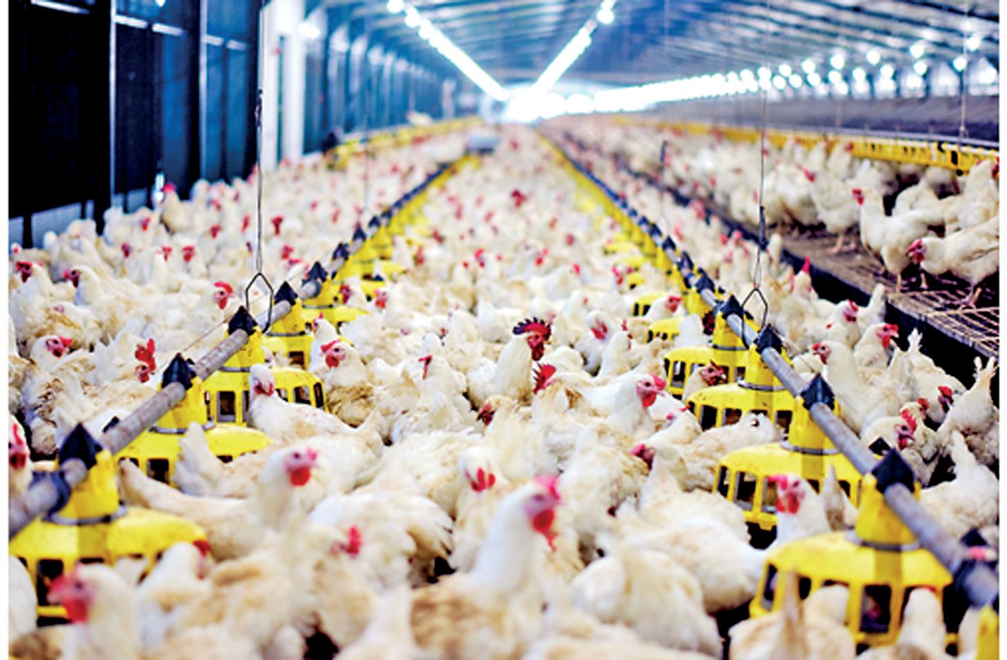 From farm to table: New Anthoney’s bold step towards an antibiotic-free poultry future