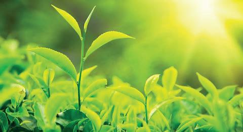 NSA for tea gains in March but down YTD