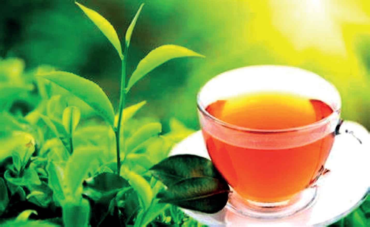 Tea industry challenges: From fertiliser fiasco to abolishing SVAT – a slow demise?