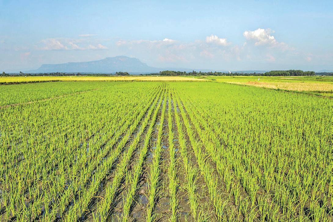 Global food price index remains stable in March