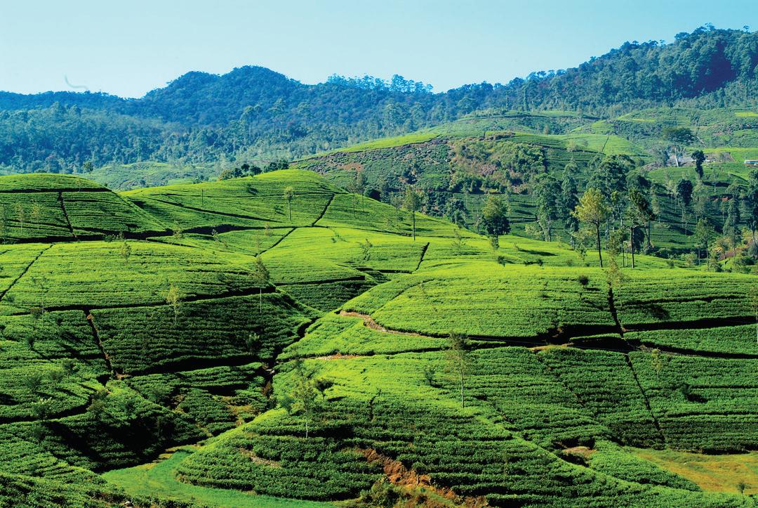 Brewing Excellence, Sustainability and Legacy