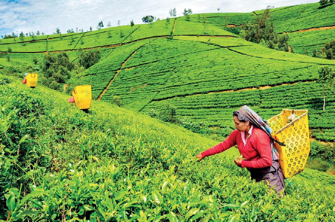CELEBRATING INTERNATIONAL TEA DAY