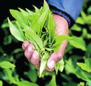 April tea crop reaches five-year high