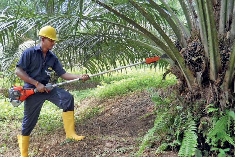 Import ban on palm oil cripples Sri Lanka's edible oil sector, escalates economic woes