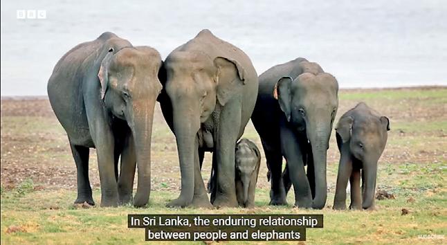 Latest episode of groundbreaking docuseries by Prince William puts spotlight on Sri Lanka's wildlife