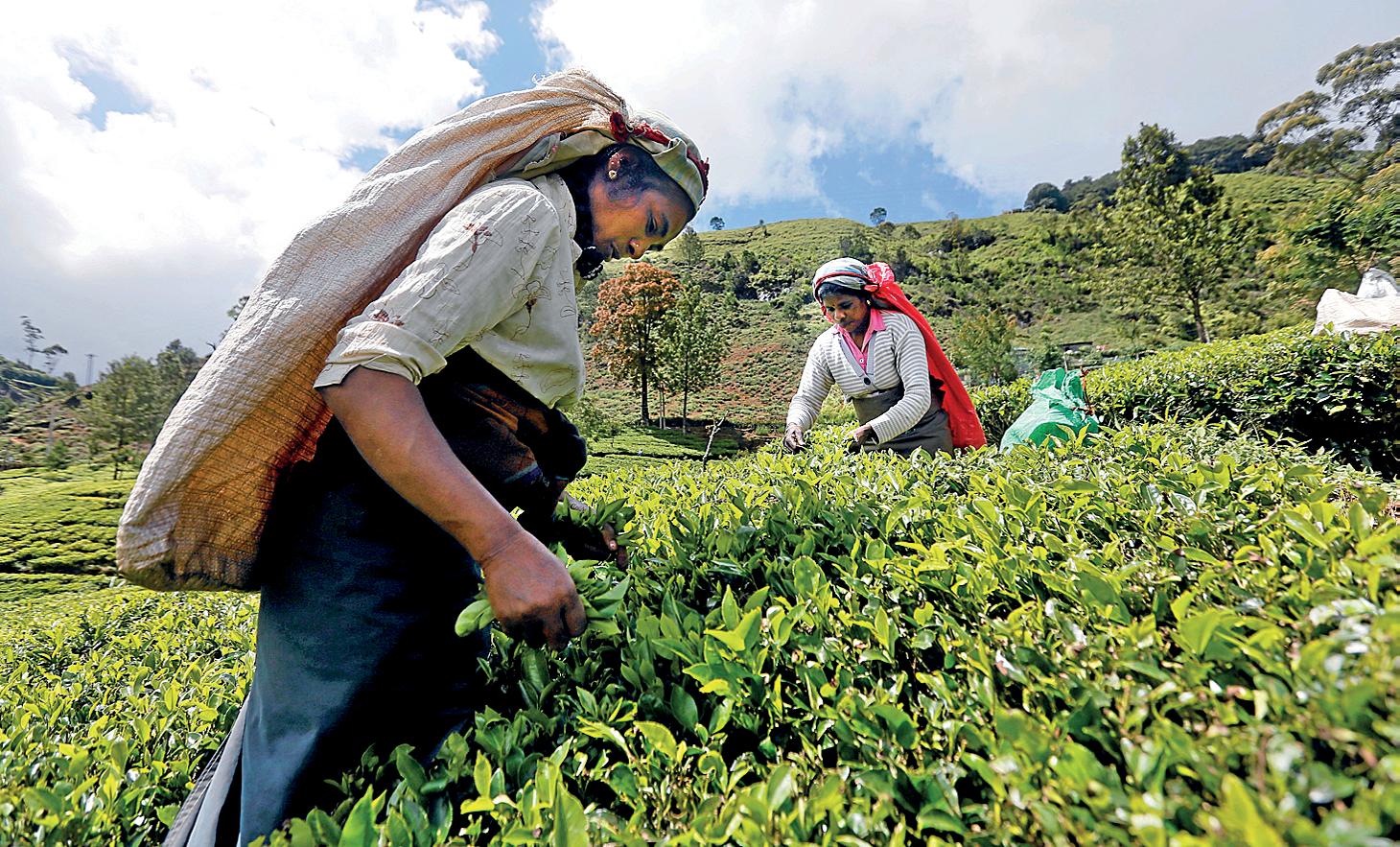 Rooted in resilience: Why Regenerative Agriculture is the future of Sri Lankan tea