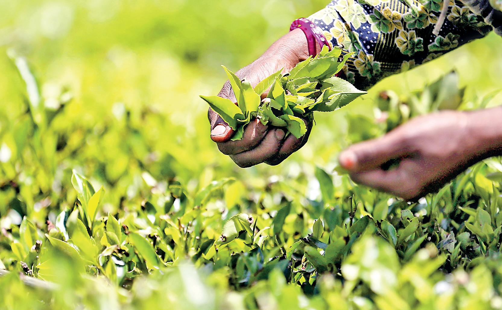 To save its famed tea, Sri Lanka must look to the soil