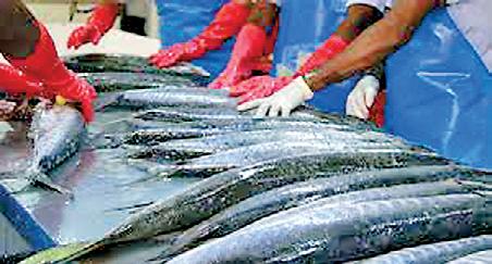 Seafood exporters say new US tariff still leaves Sri Lanka uncompetitive