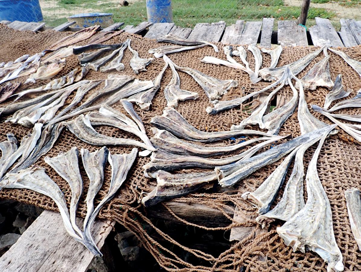 From depths of the ocean to fish market: Silent struggle for manta and devil rays