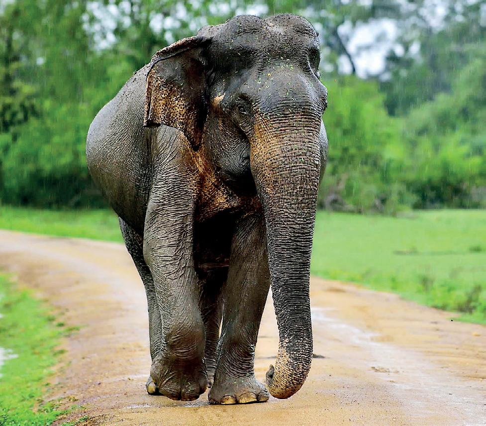 Nation that lets its elephants die has lost its soul