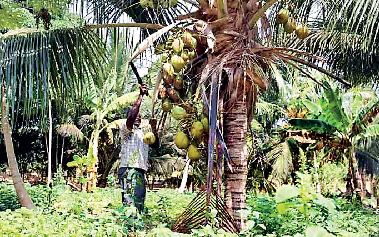 Coconut growers in dilemma
