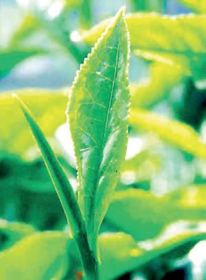 Tea exports in 1H hit four-year high