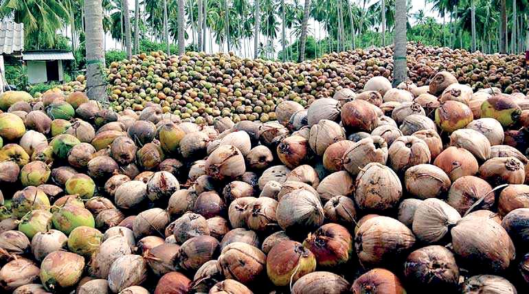 Reforming Sri Lanka’s coconut auction system: Call to empower growers and restore fairness