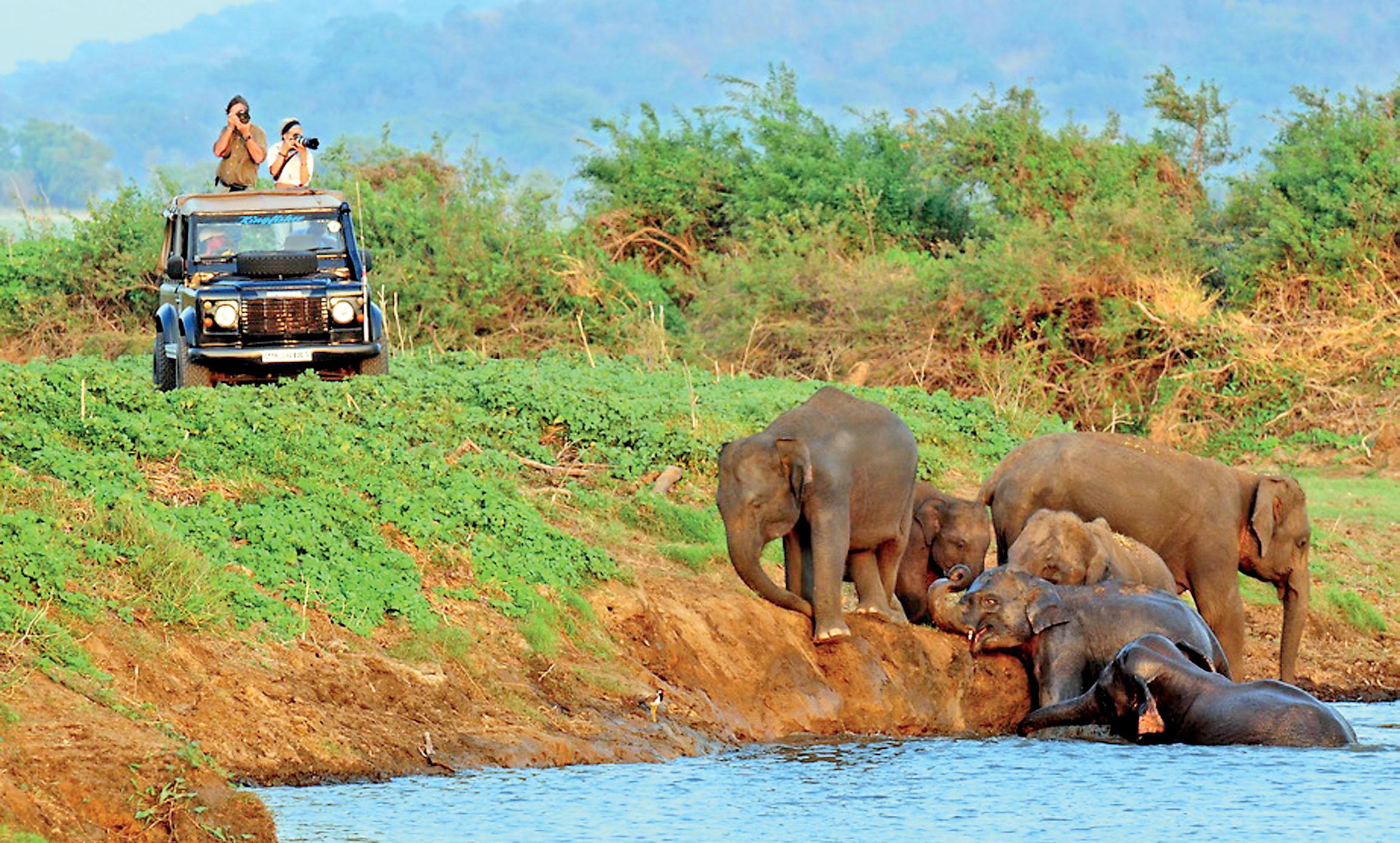 From warning to wake-up call: Elephants now drive 40% of Sri Lanka's tourism economy